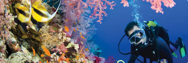 Diver on reef, 715x240 Diver on reef, 715x240
