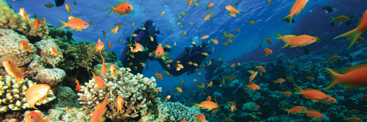 Scuba diving in the Red Sea Scuba diving in the Red Sea